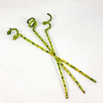 Şans Bambusu 40cm 3'lü Set Lucky Bamboo