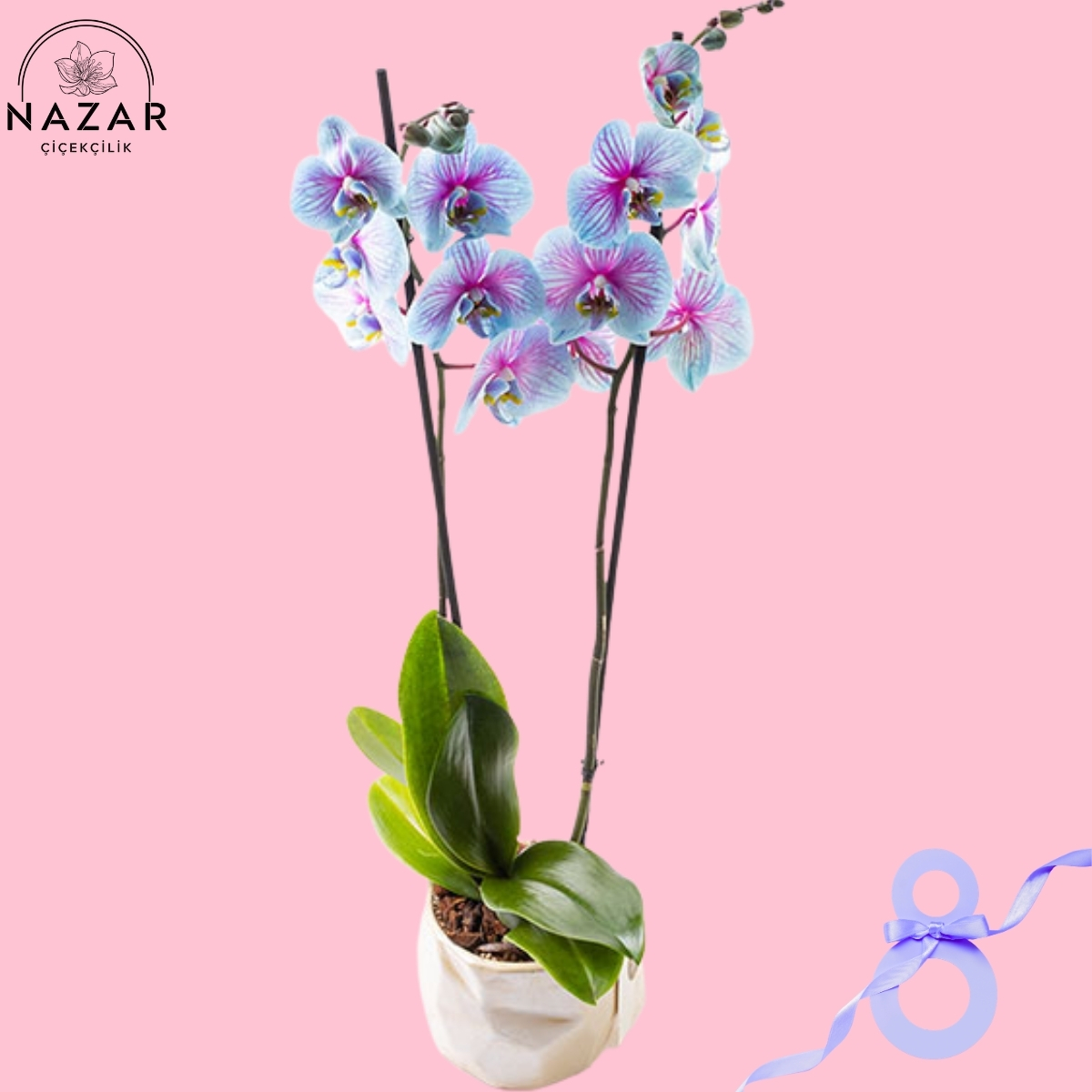 Mavi Orkide (SINIRLI STOK)